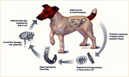 Flea Tapeworm Lifecycle - Nicklin Way Veterinary Surgery