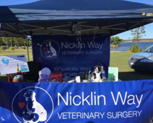 Stand at 4 Paws Walk