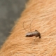 Mosquito on dog