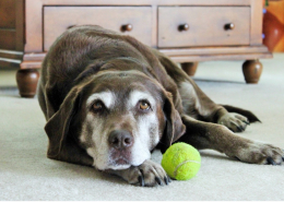 Older dog with tennis ball