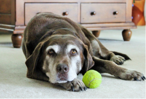 Older dog with tennis ball