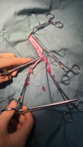 Desexing surgery procedure