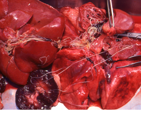 Heartworm dissection