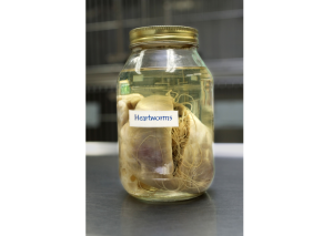 Heartworm in a jar